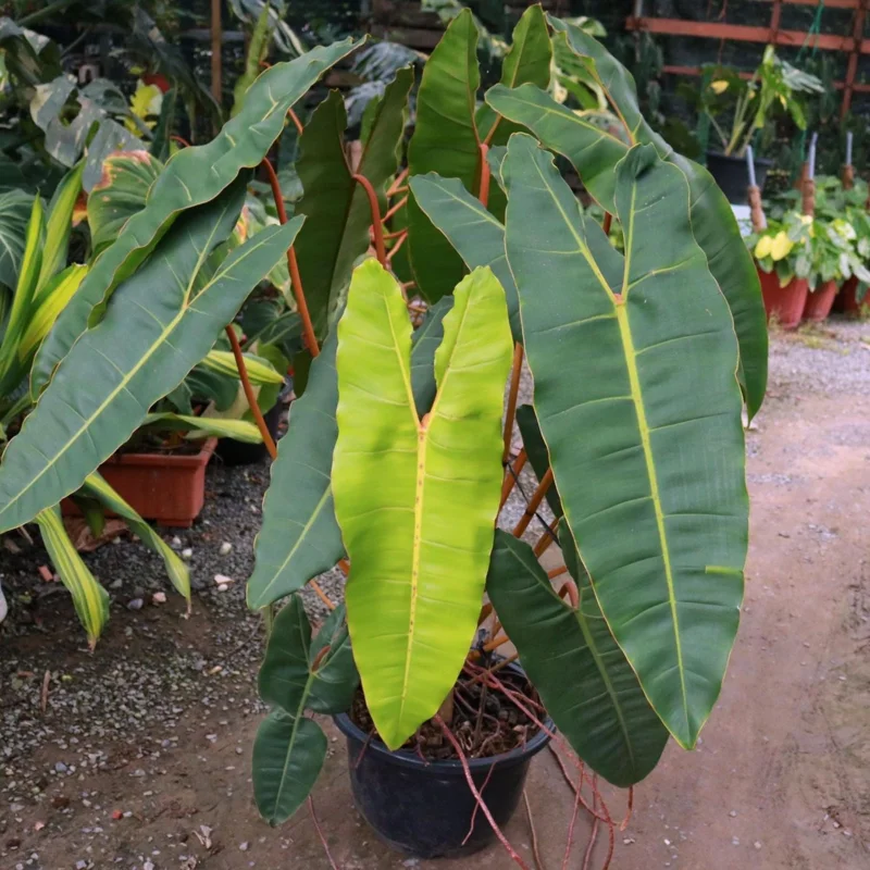 Philodendron Billietiae Live Plant 4 Inch Tall – Rare Tropical Houseplant - Image 6