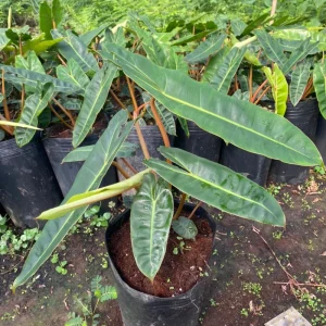 Philodendron Billietiae Live Plant 4 Inch Tall – Rare Tropical Houseplant - Image 7