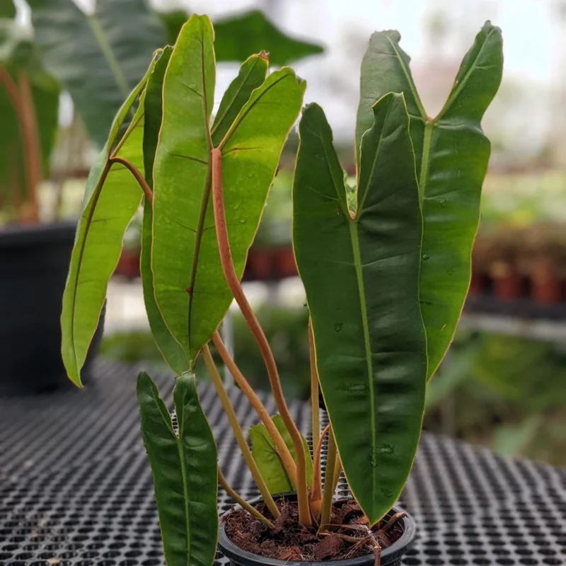 Philodendron Billietiae Live Plant 4 Inch Tall – Rare Tropical Houseplant - Image 8