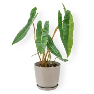 Philodendron Billietiae Live Plant 4 Inch Tall – Rare Tropical Houseplant - Image 9