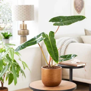 Philodendron Billietiae Live Plant 4 Inch Tall – Rare Tropical Houseplant - Image 1
