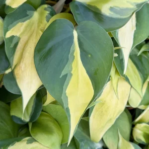 Philodendron Brasil Live Plant - Variegated Houseplant, 4 Inch Pot, Indoor Tropical - Image 2