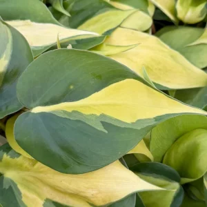 Philodendron Brasil Live Plant - Variegated Houseplant, 4 Inch Pot, Indoor Tropical - Image 3
