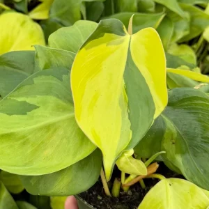 Philodendron Brasil Live Plant - Variegated Houseplant, 4 Inch Pot, Indoor Tropical - Image 4