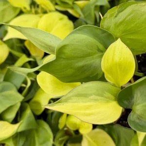 Philodendron Brasil Live Plant - Variegated Houseplant, 4 Inch Pot, Indoor Tropical - Image 5