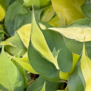 Philodendron Brasil Live Plant - Variegated Houseplant, 4 Inch Pot, Indoor Tropical - Image 1