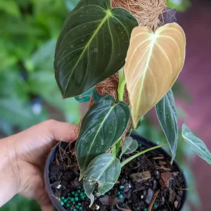 Philodendron Melanochrysum Live Plant – 4 Inch Tall Starter Aroid – Velvet Foliage Indoor Houseplant - Image 2