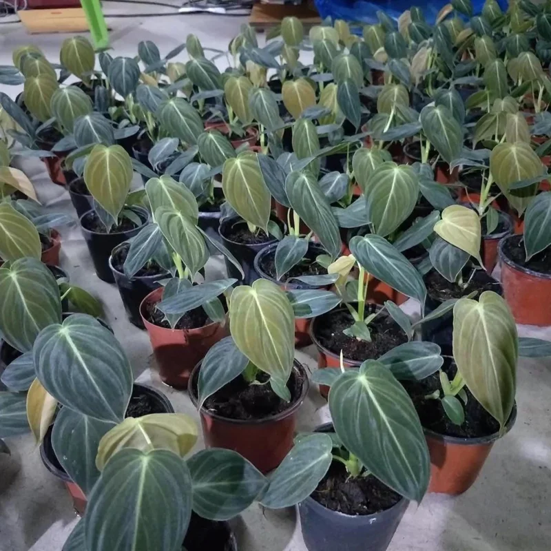 Philodendron Melanochrysum Live Plant – 4 Inch Tall Starter Aroid – Velvet Foliage Indoor Houseplant - Image 3