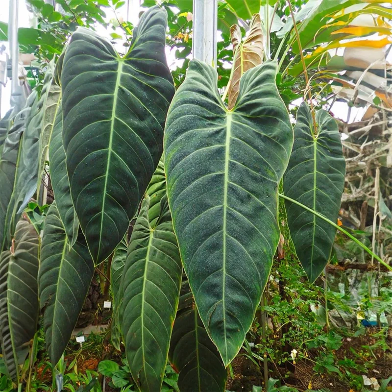Philodendron Melanochrysum Live Plant – 4 Inch Tall Starter Aroid – Velvet Foliage Indoor Houseplant - Image 4