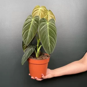 Philodendron Melanochrysum Live Plant – 4 Inch Tall Starter Aroid – Velvet Foliage Indoor Houseplant - Image 5