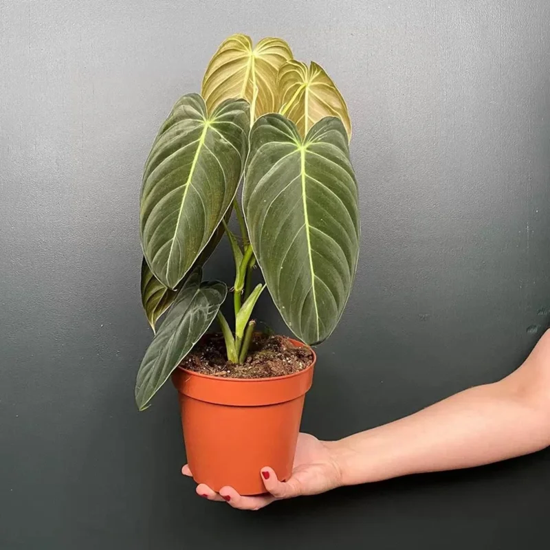 Philodendron Melanochrysum Live Plant – 4 Inch Tall Starter Aroid – Velvet Foliage Indoor Houseplant - Image 5