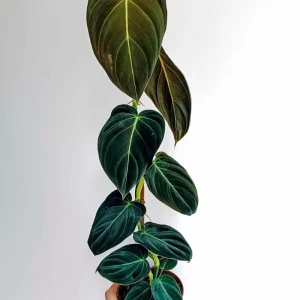 Philodendron Melanochrysum Live Plant – 4 Inch Tall Starter Aroid – Velvet Foliage Indoor Houseplant - Image 6