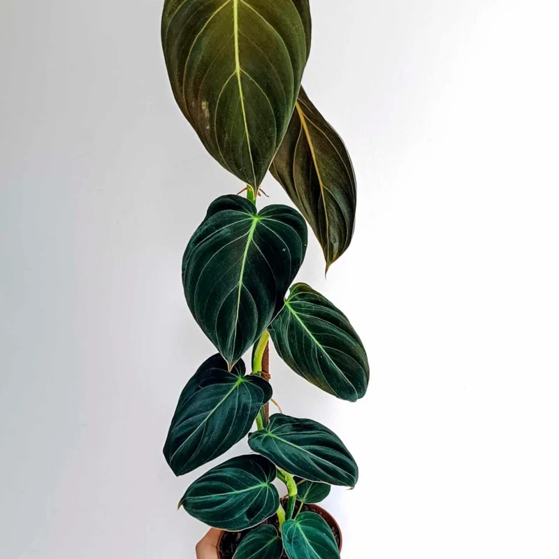 Philodendron Melanochrysum Live Plant – 4 Inch Tall Starter Aroid – Velvet Foliage Indoor Houseplant - Image 6