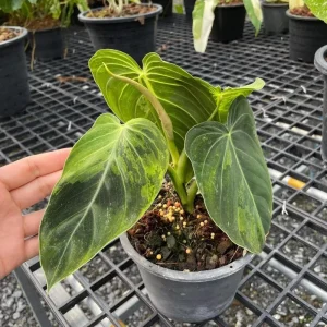 Philodendron Melanochrysum Live Plant – 4 Inch Tall Starter Aroid – Velvet Foliage Indoor Houseplant - Image 1