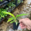 Philodendron Narrow 'Jungle Boogie' Live Plant - Potted Houseplant, 3-4 inch - Image 1