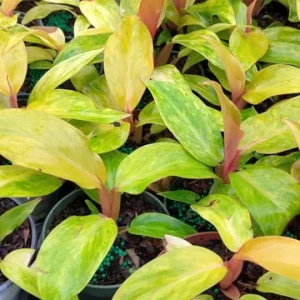 Philodendron Orange Marmalade Live Plant – 4in Tall Potted Houseplant - Image 2
