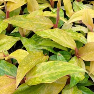 Philodendron Orange Marmalade Live Plant – 4in Tall Potted Houseplant - Image 3