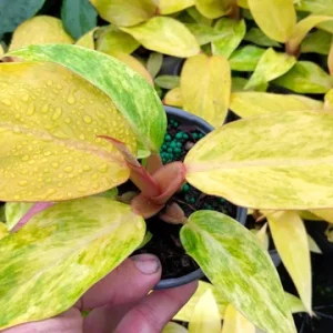 Philodendron Orange Marmalade Live Plant – 4in Tall Potted Houseplant - Image 1