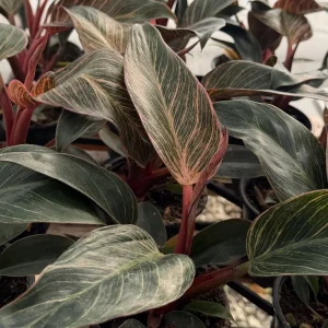 Philodendron Pink Bikini Live Plant - Variegated Pink Houseplant in 4 inch pot - Image 2