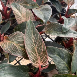 Philodendron Pink Bikini Live Plant - Variegated Pink Houseplant in 4 inch pot - Image 3