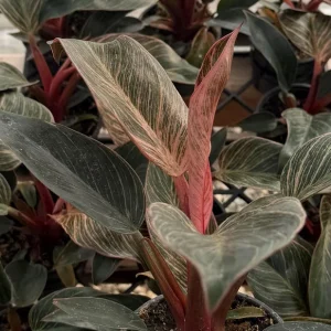 Philodendron Pink Bikini Live Plant - Variegated Pink Houseplant in 4 inch pot - Image 4