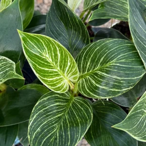 Philodendron Pink Bikini Live Plant - Variegated Pink Houseplant in 4 inch pot - Image 5