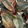 Philodendron Pink Bikini Live Plant - Variegated Pink Houseplant in 4 inch pot - Image 1