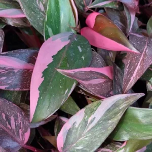 Philodendron Pink Princess Live Plant – High Color – 4-inch Pot – Indoor Houseplant - Image 2