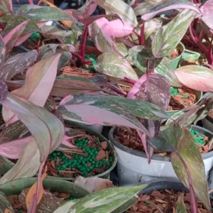 Philodendron Pink Princess Live Plant – High Color – 4-inch Pot – Indoor Houseplant - Image 3