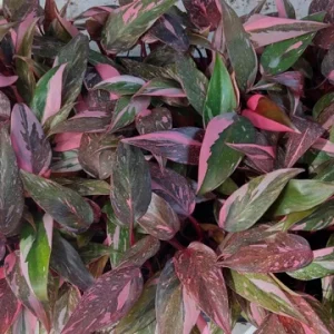 Philodendron Pink Princess Live Plant – High Color – 4-inch Pot – Indoor Houseplant - Image 4
