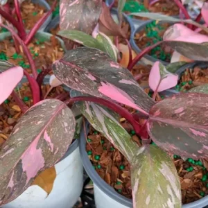 Philodendron Pink Princess Live Plant – High Color – 4-inch Pot – Indoor Houseplant - Image 1