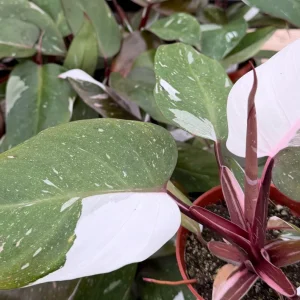 Philodendron Red Anderson Live Plant - Variegated Houseplant, 4 Inch Pot - Image 2