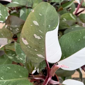 Philodendron Red Anderson Live Plant - Variegated Houseplant, 4 Inch Pot - Image 3