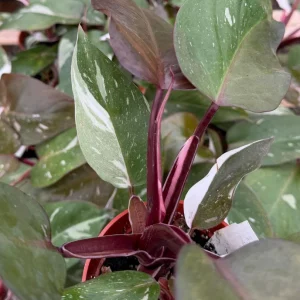 Philodendron Red Anderson Live Plant - Variegated Houseplant, 4 Inch Pot - Image 4
