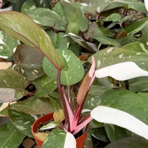Philodendron Red Anderson Live Plant - Variegated Houseplant, 4 Inch Pot - Image 5