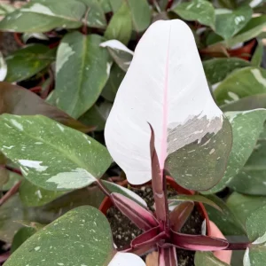 Philodendron Red Anderson Live Plant - Variegated Houseplant, 4 Inch Pot - Image 1