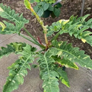 Philodendron Ring of Fire Live Plant - 4 inch Tall - Rare Variegated Houseplant - Image 10
