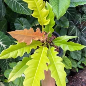 Philodendron Ring of Fire Live Plant - 4 inch Tall - Rare Variegated Houseplant - Image 2
