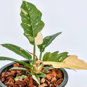 Philodendron Ring of Fire Live Plant - 4 inch Tall - Rare Variegated Houseplant - Image 3