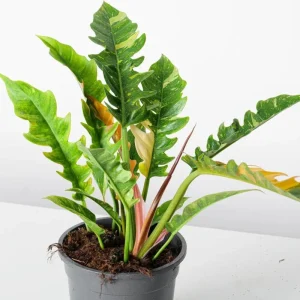 Philodendron Ring of Fire Live Plant - 4 inch Tall - Rare Variegated Houseplant - Image 1