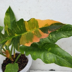 Philodendron Ring of Fire Live Plant - 4 inch Tall - Rare Variegated Houseplant - Image 4