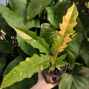 Philodendron Ring of Fire Live Plant - 4 inch Tall - Rare Variegated Houseplant - Image 5