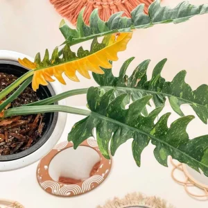 Philodendron Ring of Fire Live Plant - 4 inch Tall - Rare Variegated Houseplant - Image 6