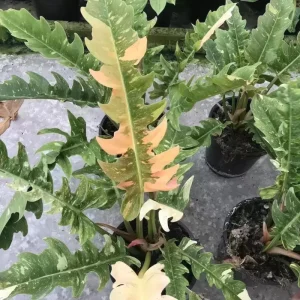Philodendron Ring of Fire Live Plant - 4 inch Tall - Rare Variegated Houseplant - Image 7