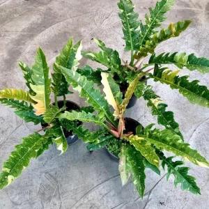 Philodendron Ring of Fire Live Plant - 4 inch Tall - Rare Variegated Houseplant - Image 8