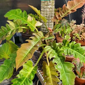 Philodendron Ring of Fire Live Plant - 4 inch Tall - Rare Variegated Houseplant - Image 9