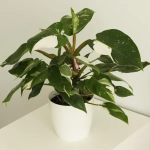 Philodendron White Princess Live Plant – Rare Variegated – 3 inch Starter Plant - Image 10