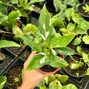 Philodendron White Princess Live Plant – Rare Variegated – 3 inch Starter Plant - Image 2