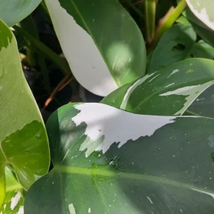 Philodendron White Princess Live Plant – Rare Variegated – 3 inch Starter Plant - Image 3