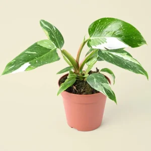 Philodendron White Princess Live Plant – Rare Variegated – 3 inch Starter Plant - Image 1